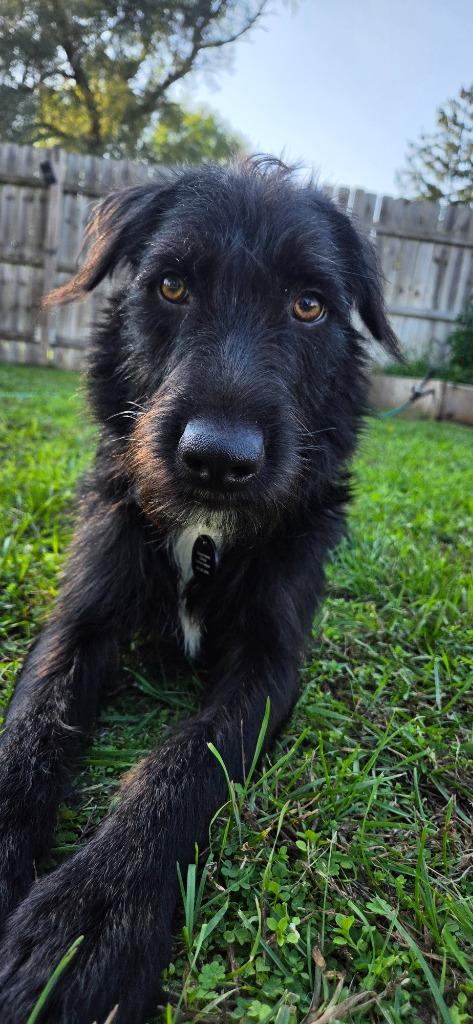 Enlarge Squirtle, a Adoptable Labrador Retriever in West Bloomfield, MI image 2/4