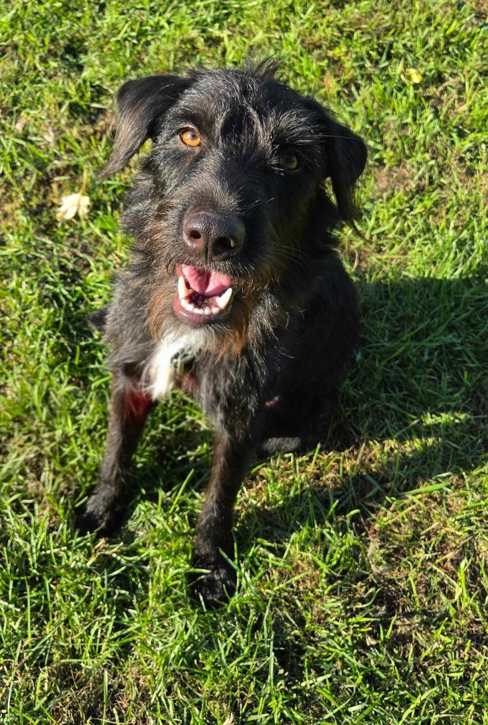 Enlarge Squirtle, a Adoptable Labrador Retriever in West Bloomfield, MI image 3/4