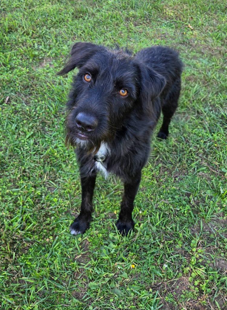 Enlarge Squirtle, a Adoptable Labrador Retriever in West Bloomfield, MI image 4/4