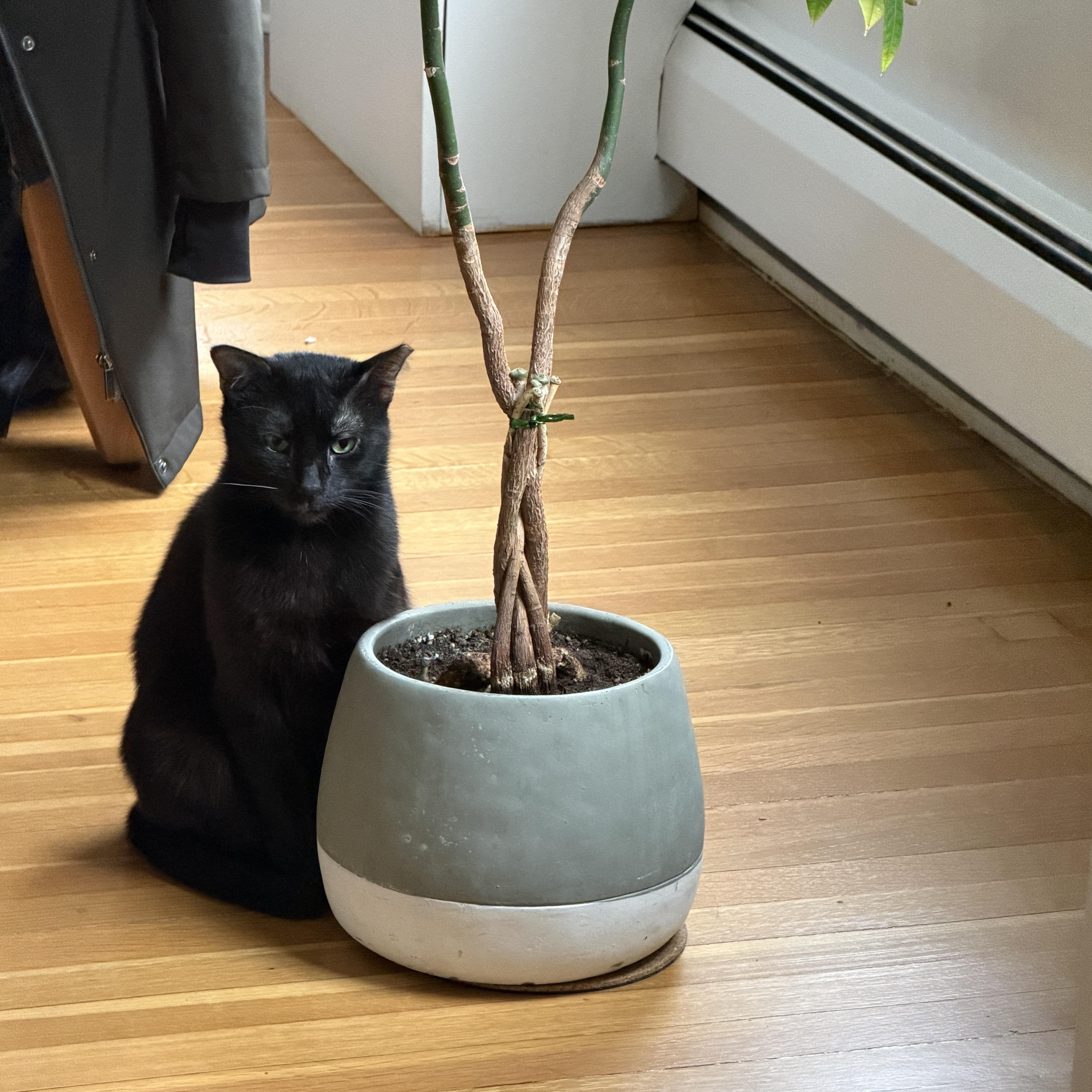 Midge, a ADOPTABLE Domestic Short Hair in Arlington, MA image 4/4