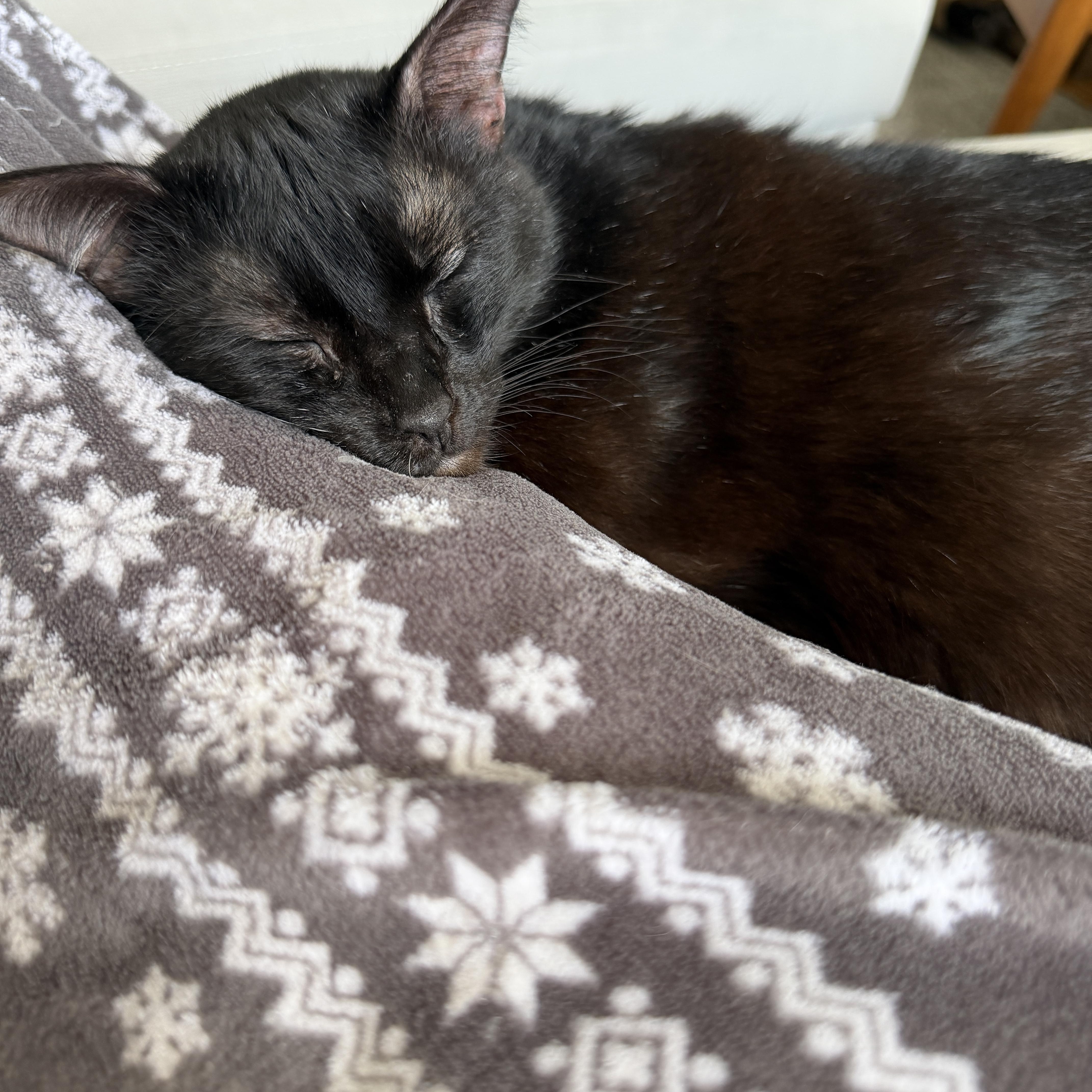 Midge, a ADOPTABLE Domestic Short Hair in Arlington, MA image 2/4