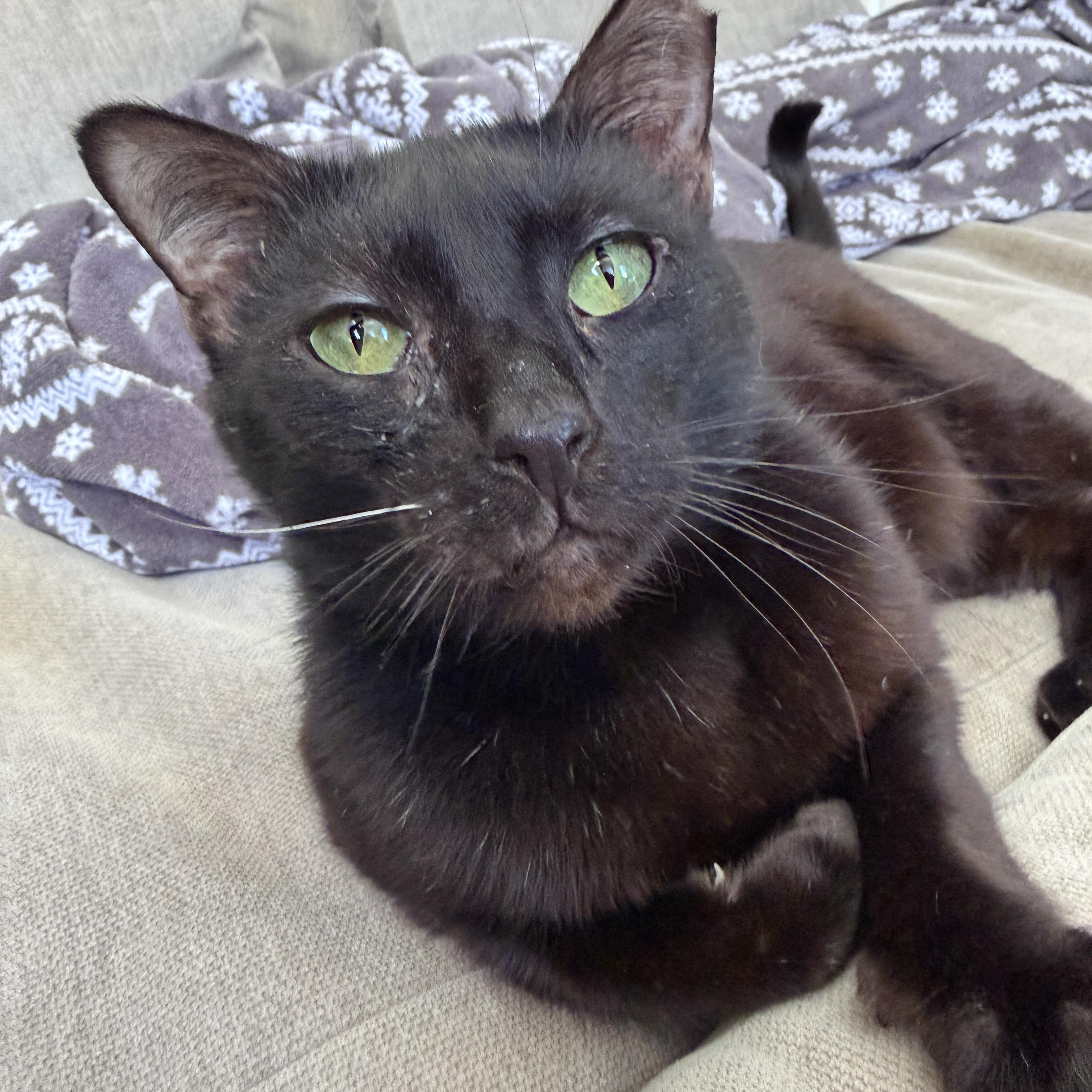Midge, ADOPTABLE, Young Male Domestic Short Hair.