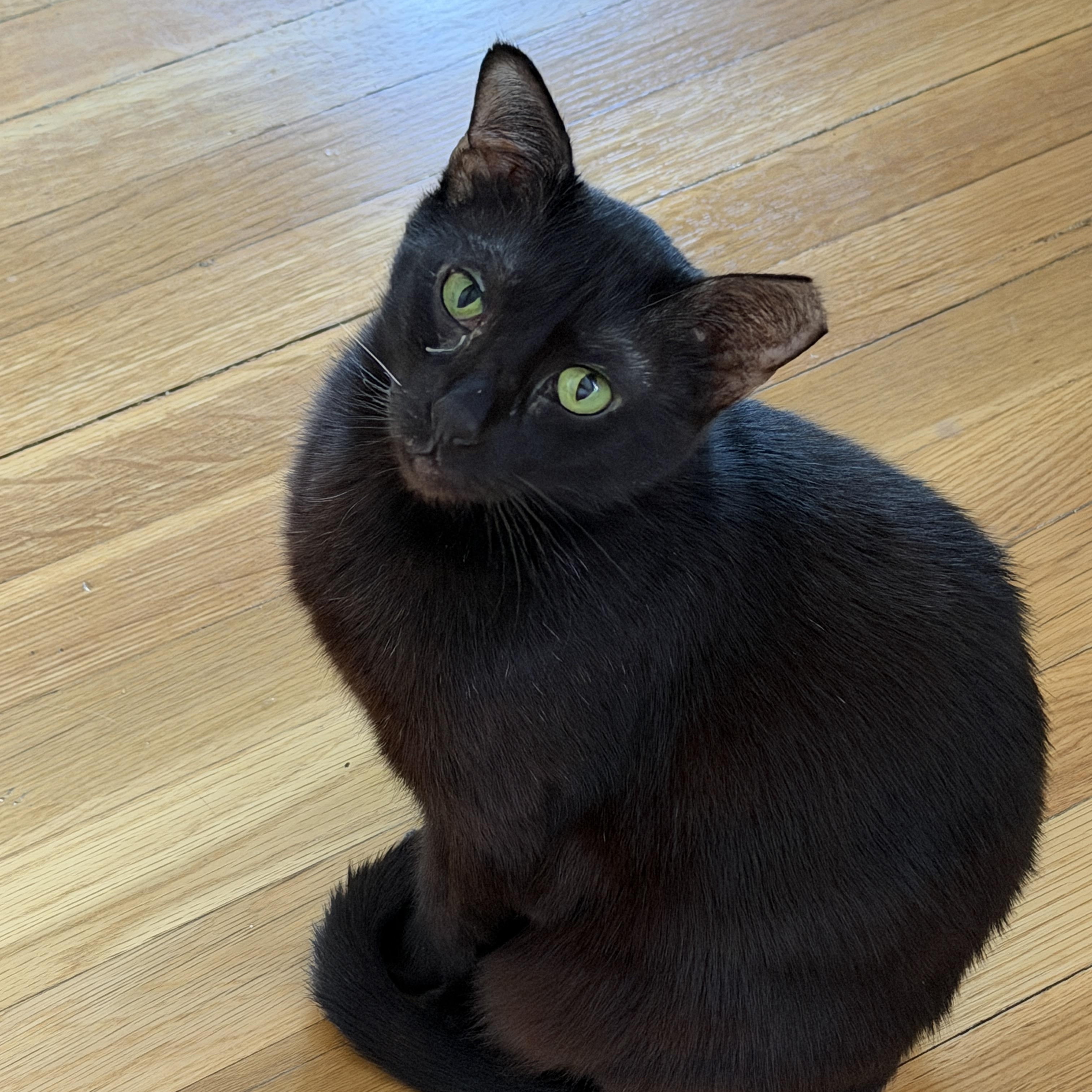 Midge, a ADOPTABLE Domestic Short Hair in Arlington, MA image 3/4
