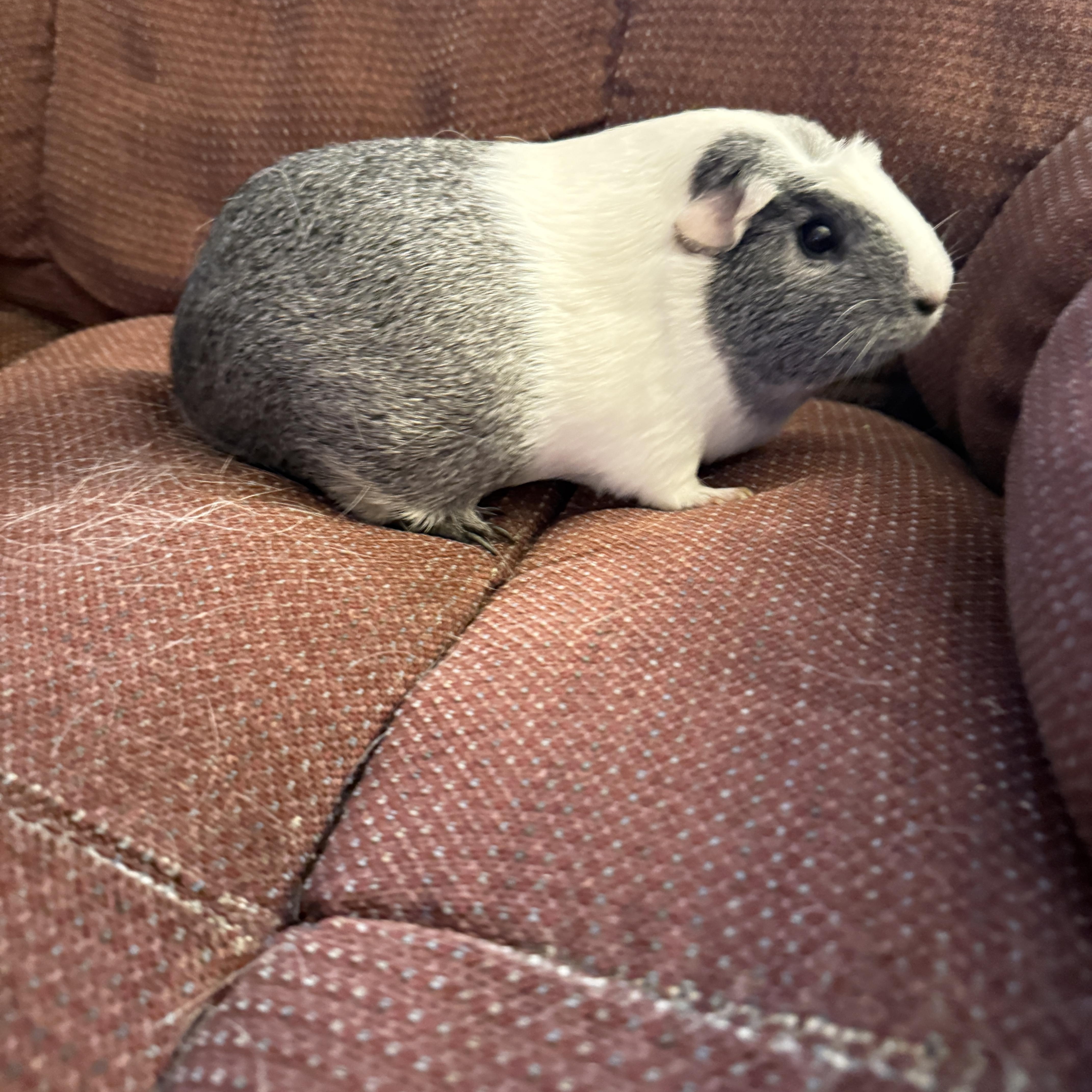 Enlarge Brisket and Pickles, an adopted Short-Haired in San Antonio, TX image 5/6