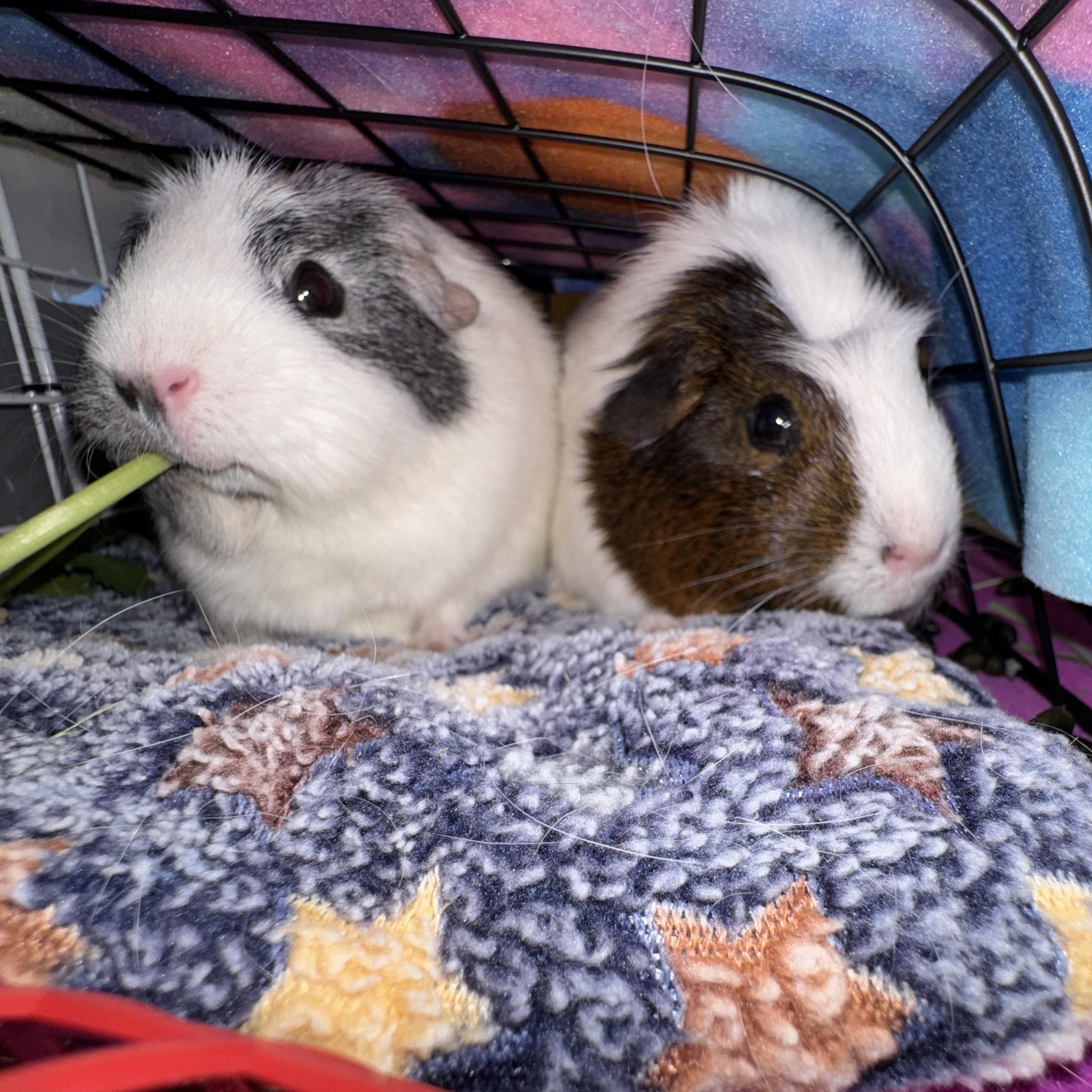 Enlarge Brisket and Pickles, an adopted Short-Haired in San Antonio, TX image 6/6