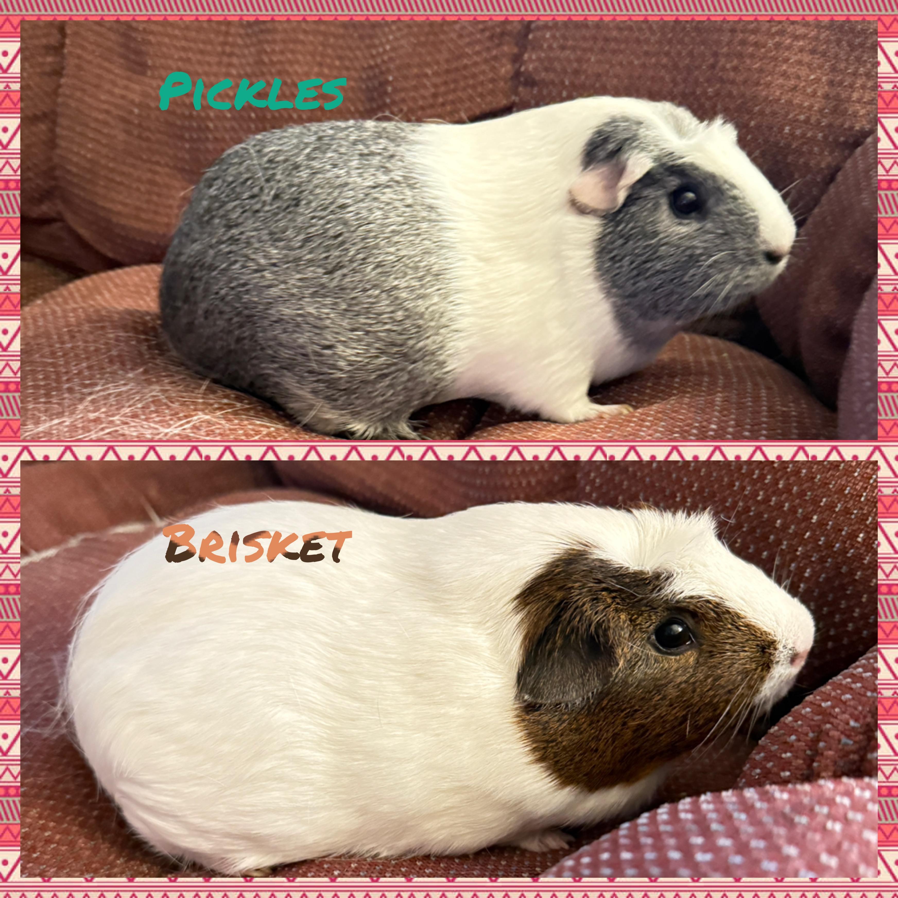 Enlarge Brisket and Pickles, an adopted Short-Haired in San Antonio, TX image 2/6