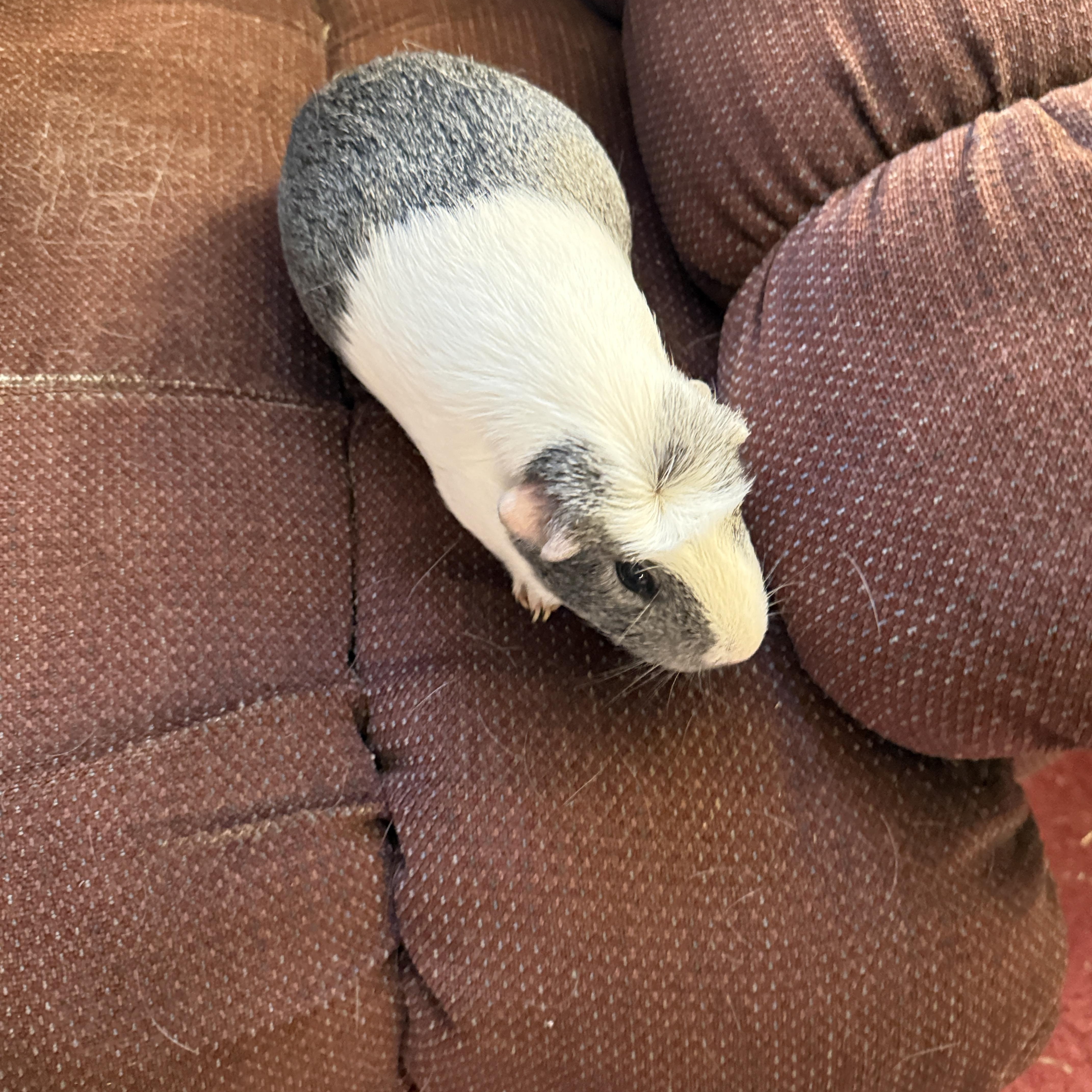 Enlarge Brisket and Pickles, an adopted Short-Haired in San Antonio, TX image 3/6