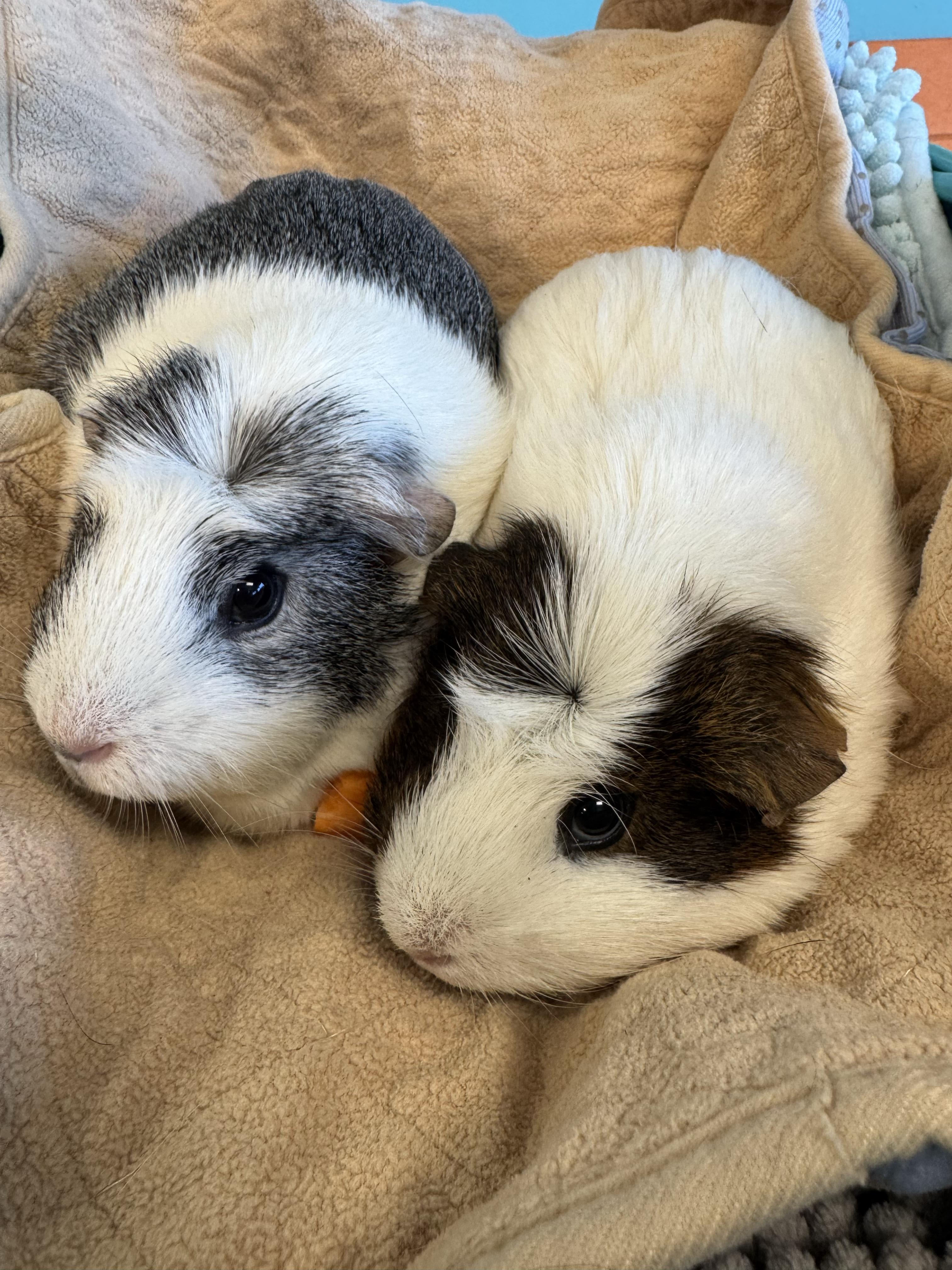 Enlarge Brisket and Pickles, an adopted Short-Haired in San Antonio, TX image 1/6