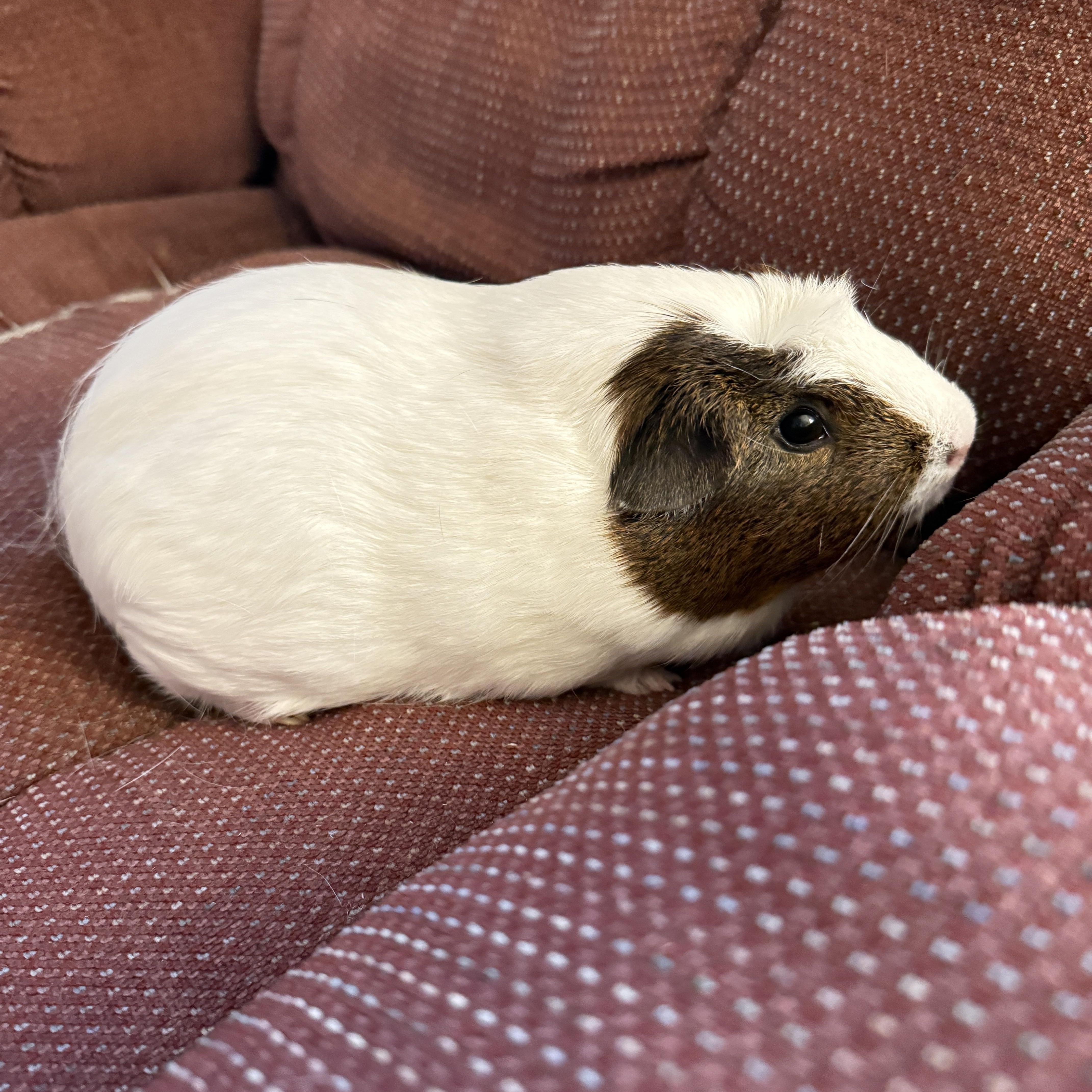 Enlarge Brisket and Pickles, an adopted Short-Haired in San Antonio, TX image 4/6