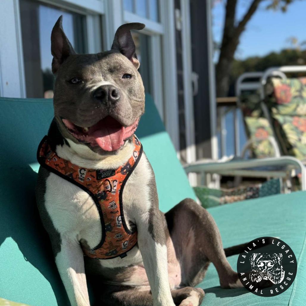 Jackson, Adoptable, Adult Male Mixed Breed & Terrier.