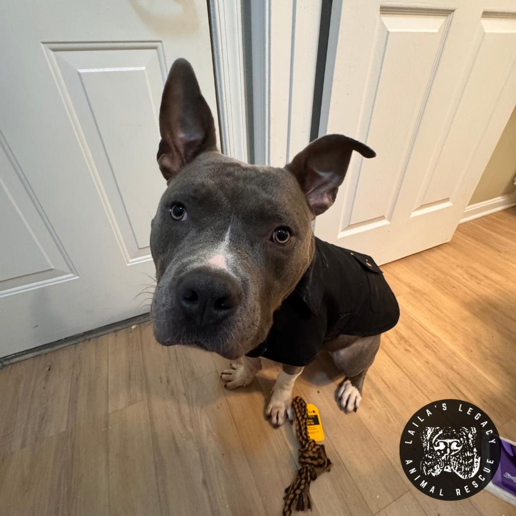 Enlarge Jackson, a Adoptable mixed breed in Washington, DC image 2/6