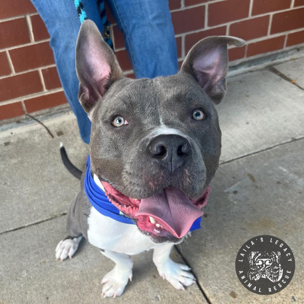 Enlarge Jackson, a Adoptable mixed breed in Washington, DC image 3/6