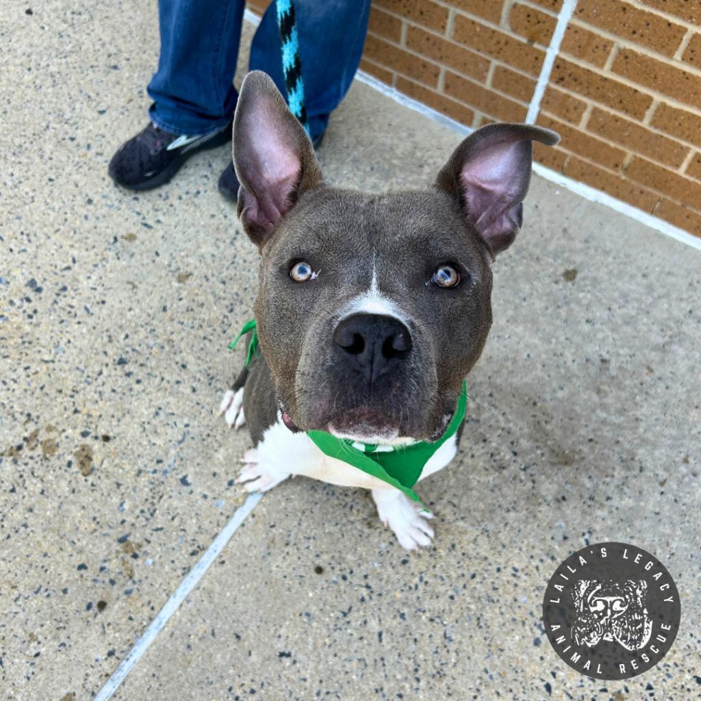 Enlarge Jackson, a Adoptable mixed breed in Washington, DC image 4/6