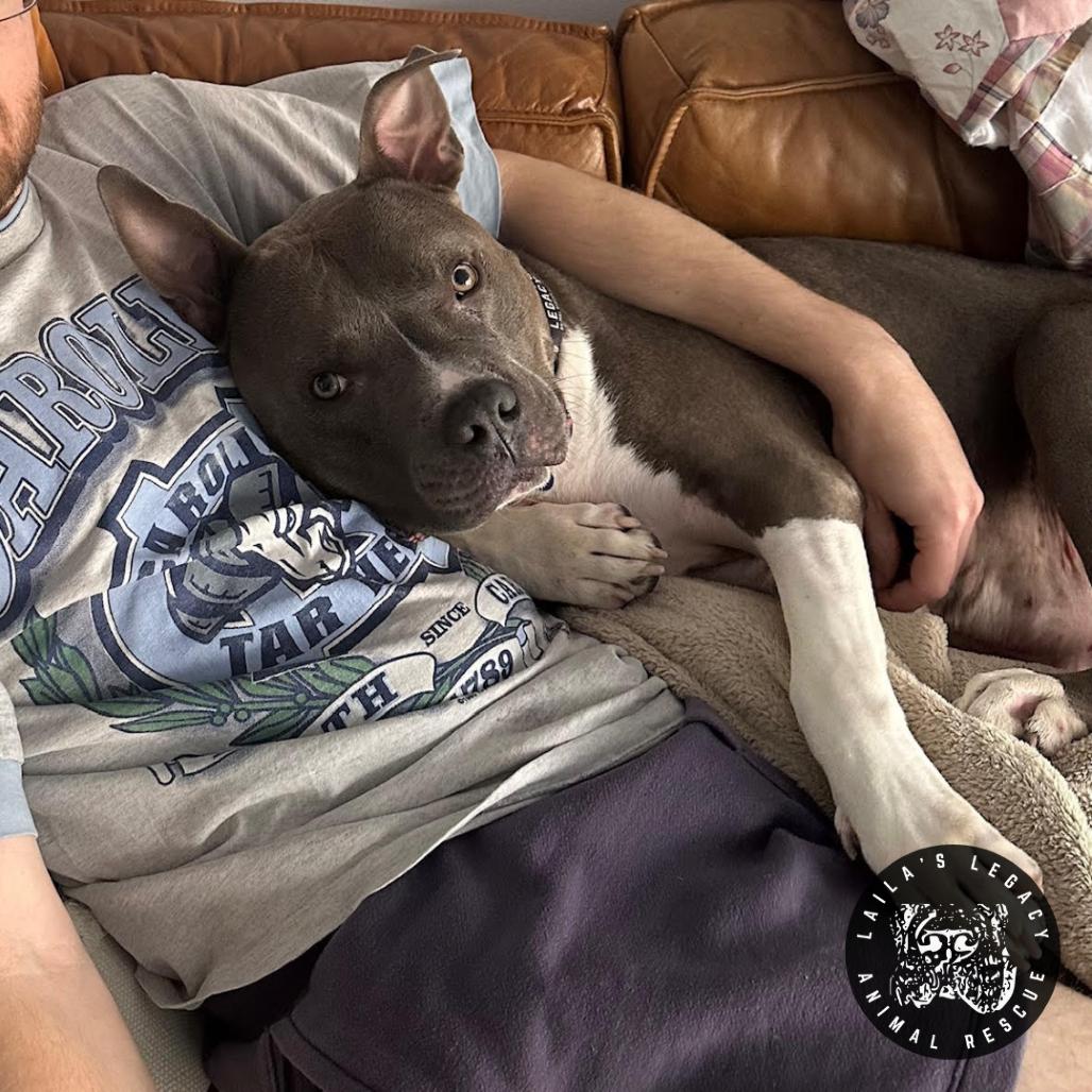 Enlarge Jackson, a Adoptable mixed breed in Washington, DC image 5/6