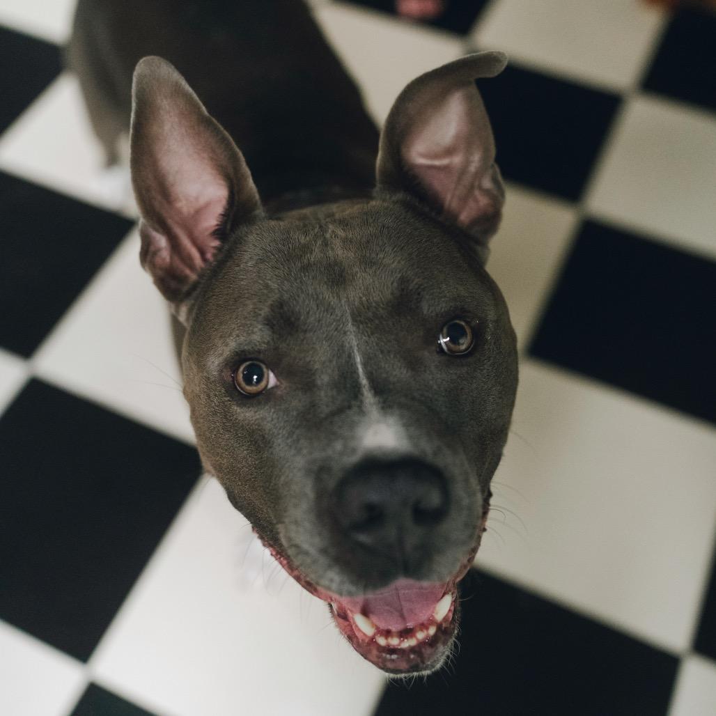 Jackson, a Adoptable mixed breed in Washington, DC image 6/6
