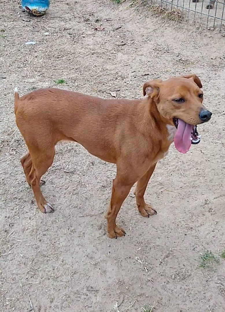 Enlarge Maudie, a Adoptable mixed breed in Mineola, TX image 1/1