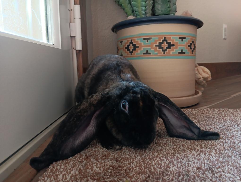Emer, a Adoptable English Lop in Brighton, CO image 2/3