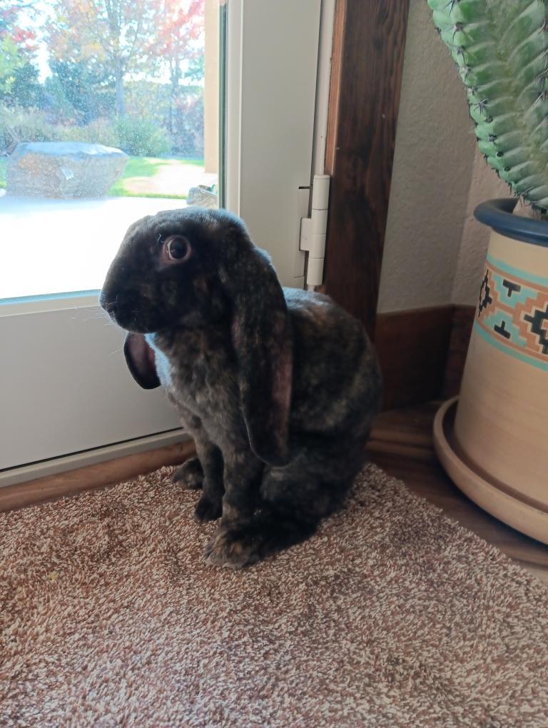 Emer, a Adoptable English Lop in Brighton, CO image 3/3