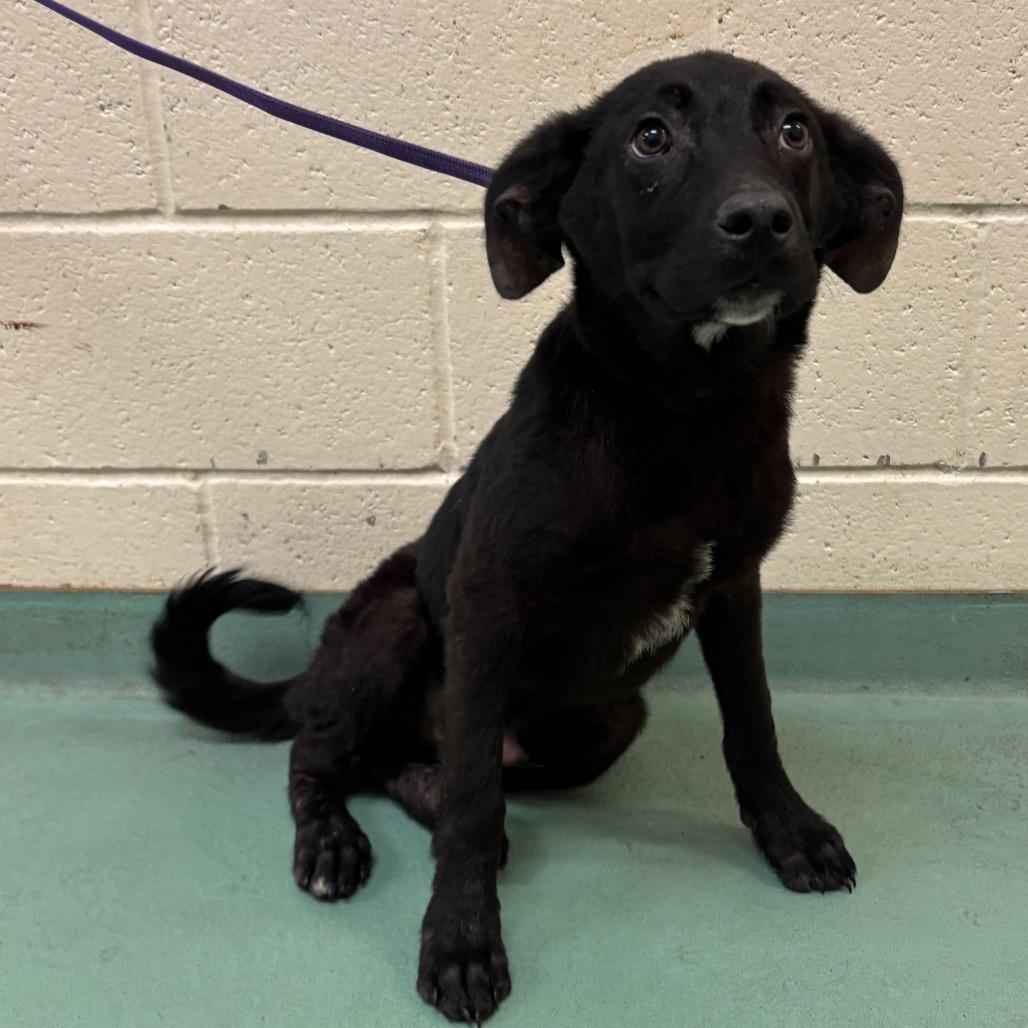 Enlarge Three-B, a Adoptable Mixed Breed in Memphis, TN image 1/4