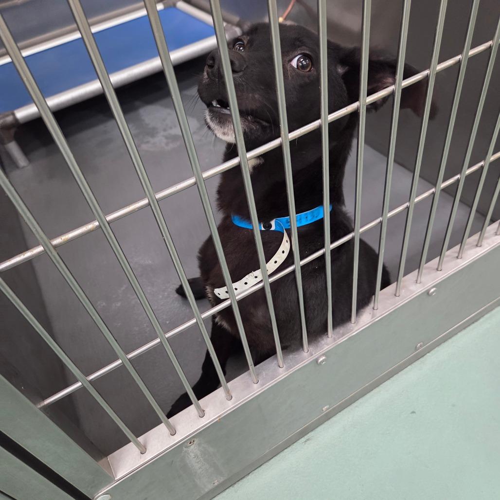 Enlarge Three-B, a Adoptable Mixed Breed in Memphis, TN image 2/4