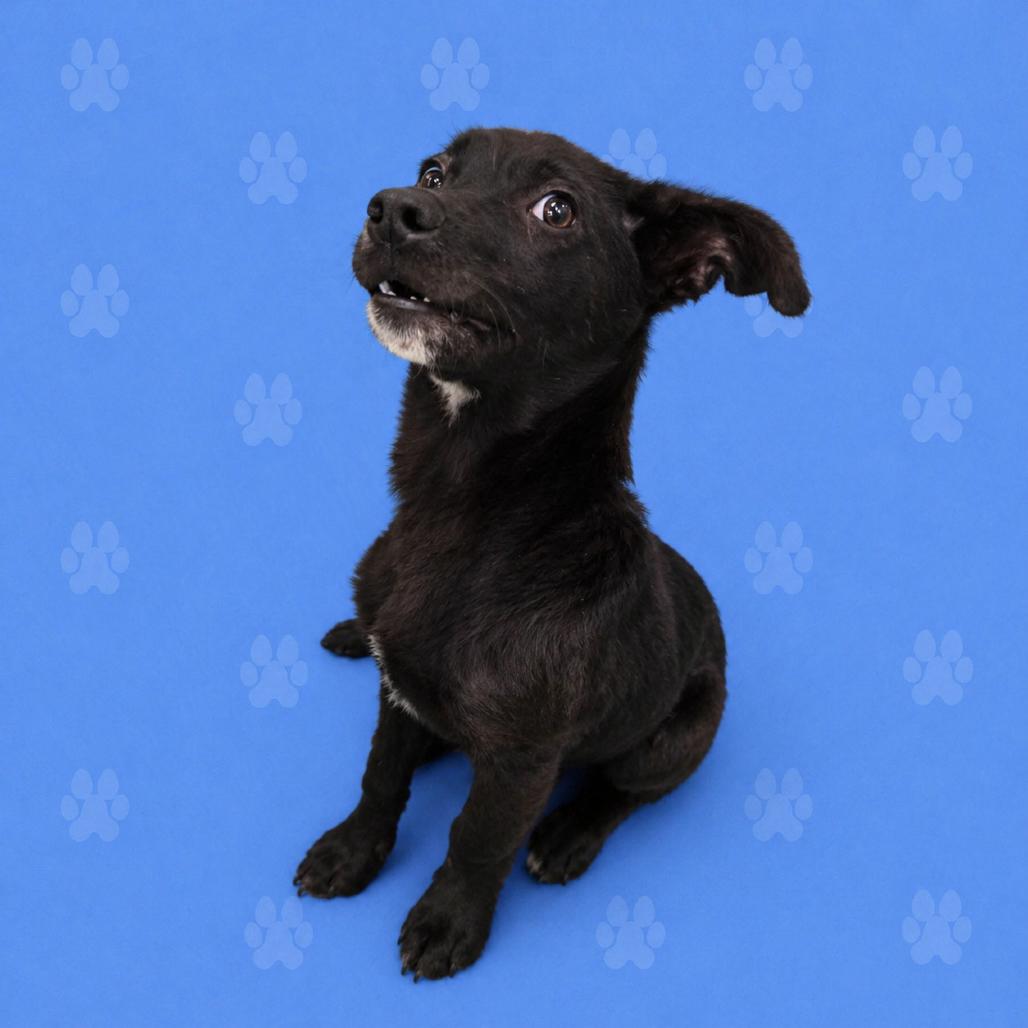 Enlarge Three-B, a Adoptable Mixed Breed in Memphis, TN image 3/4