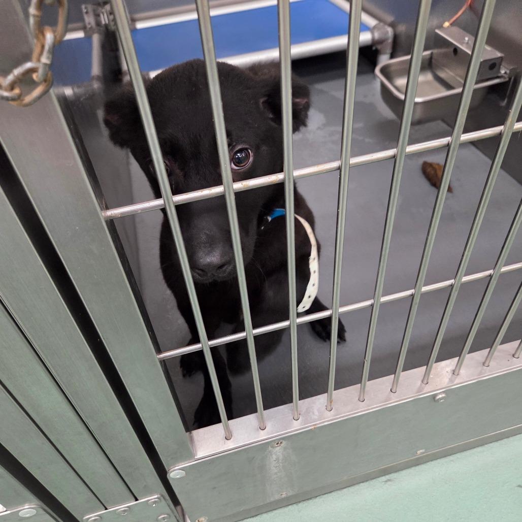 Enlarge Three-B, a Adoptable Mixed Breed in Memphis, TN image 4/4