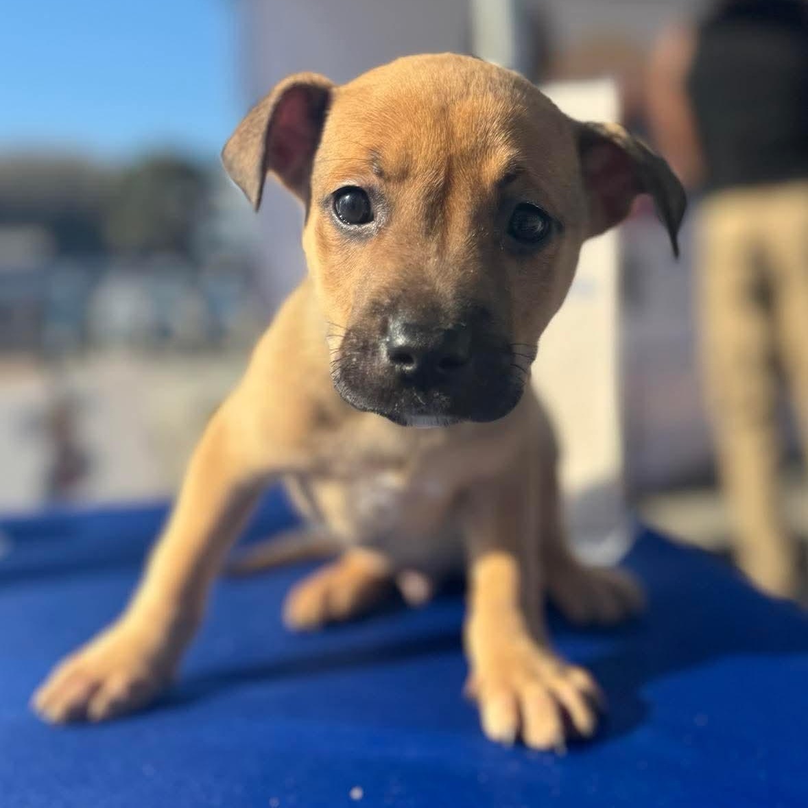 Enlarge Waffles, a ADOPTABLE mixed breed in Wando, SC image 2/2