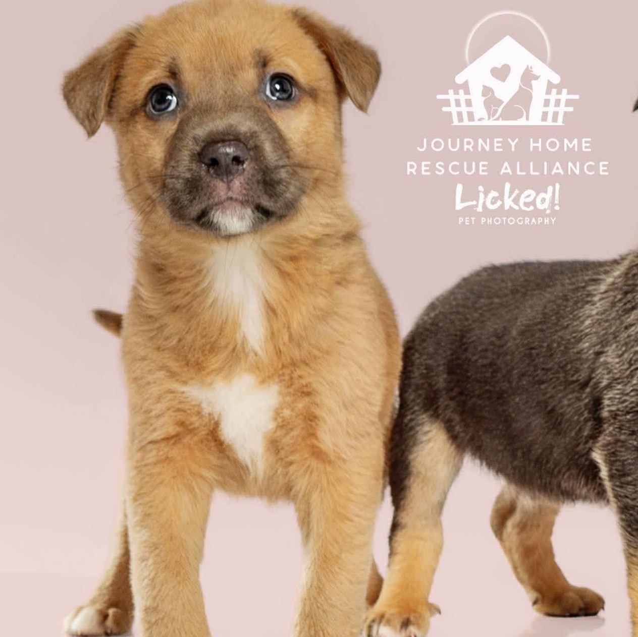 Enlarge Waffles, a ADOPTABLE mixed breed in Wando, SC image 1/2