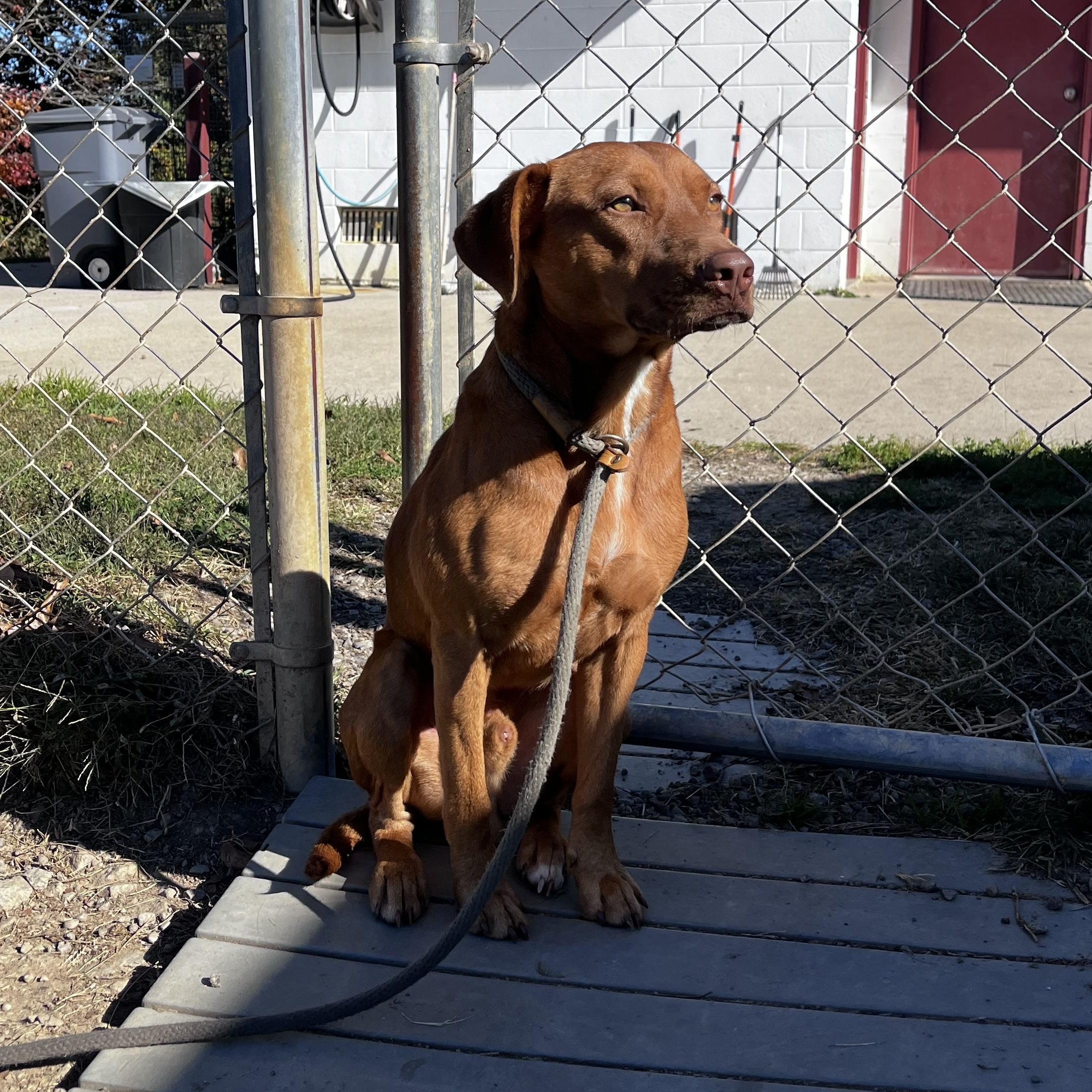 Pennywise, a Adoptable mixed breed in Blackstone, VA image 4/6