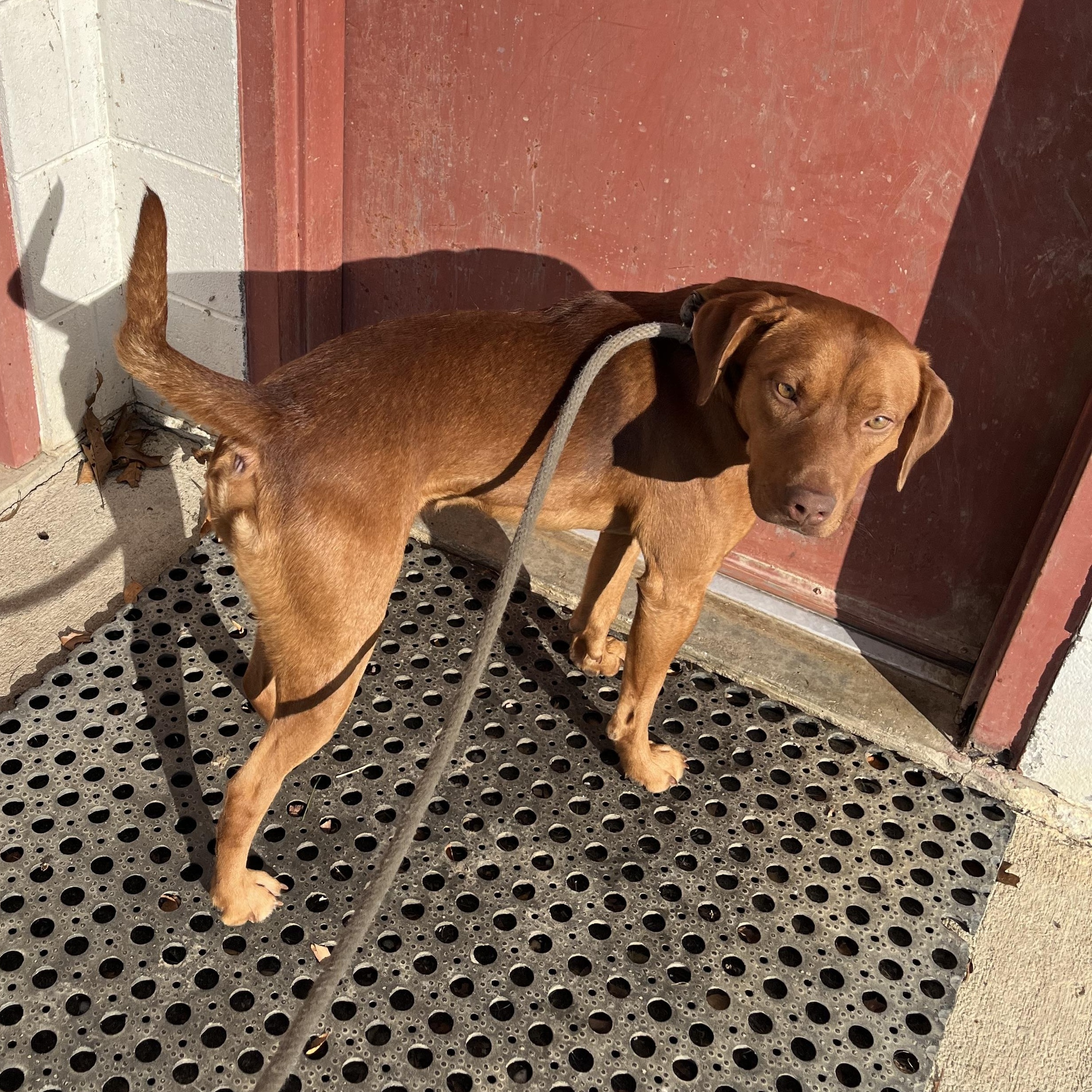 Pennywise, a Adoptable mixed breed in Blackstone, VA image 2/6