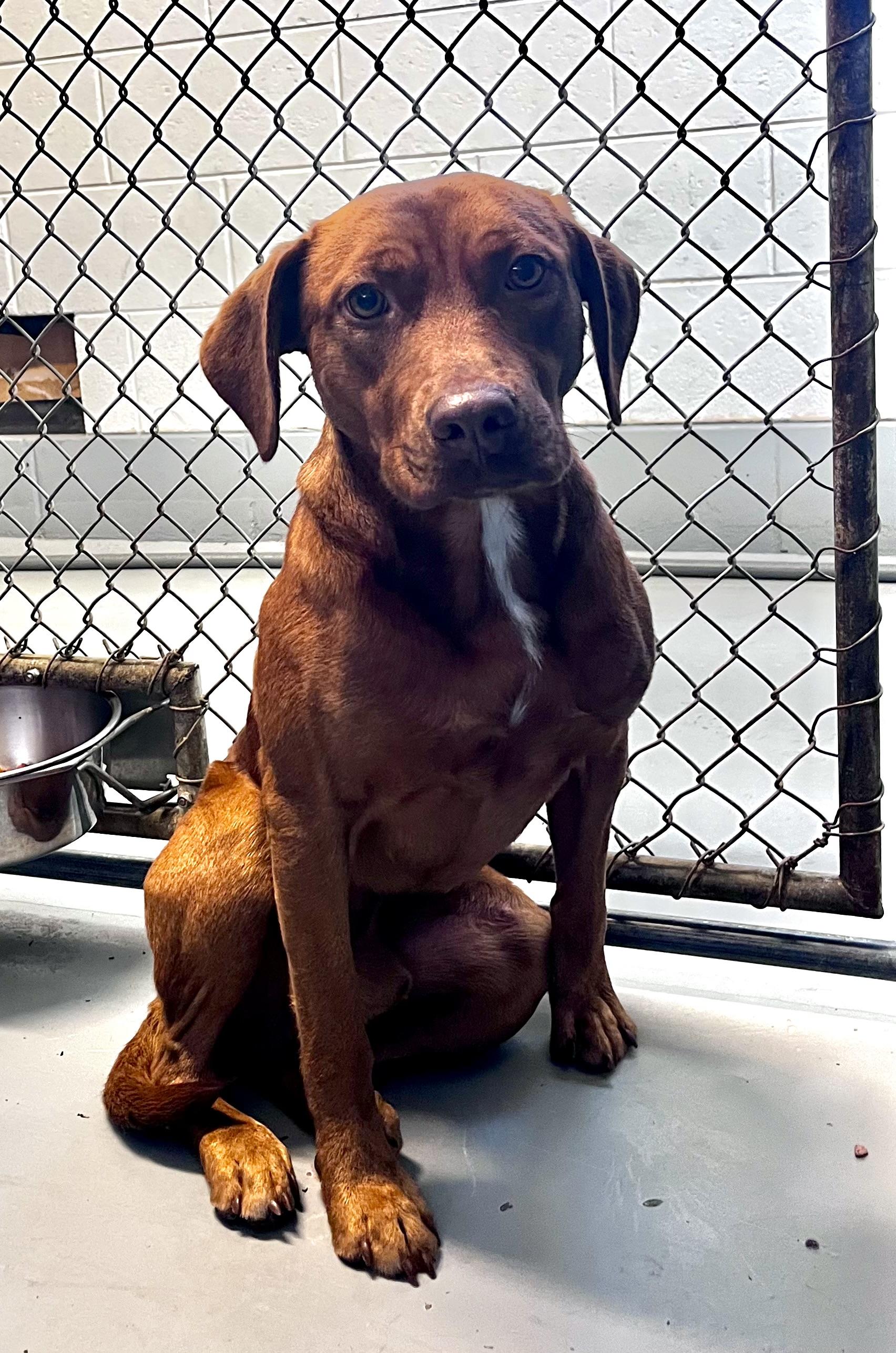 Pennywise, a Adoptable mixed breed in Blackstone, VA image 6/6