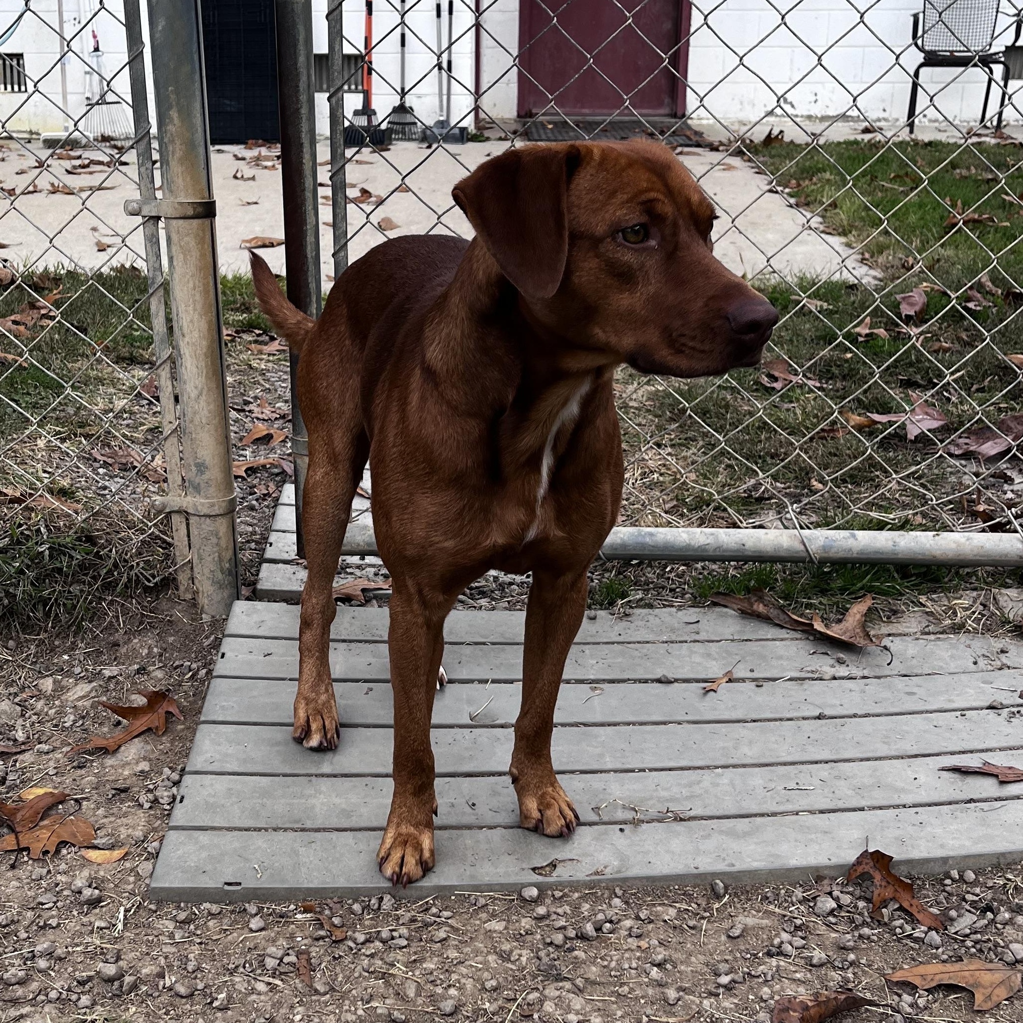 Pennywise, Adoptable, Adult Male Vizsla & Labrador Retriever.