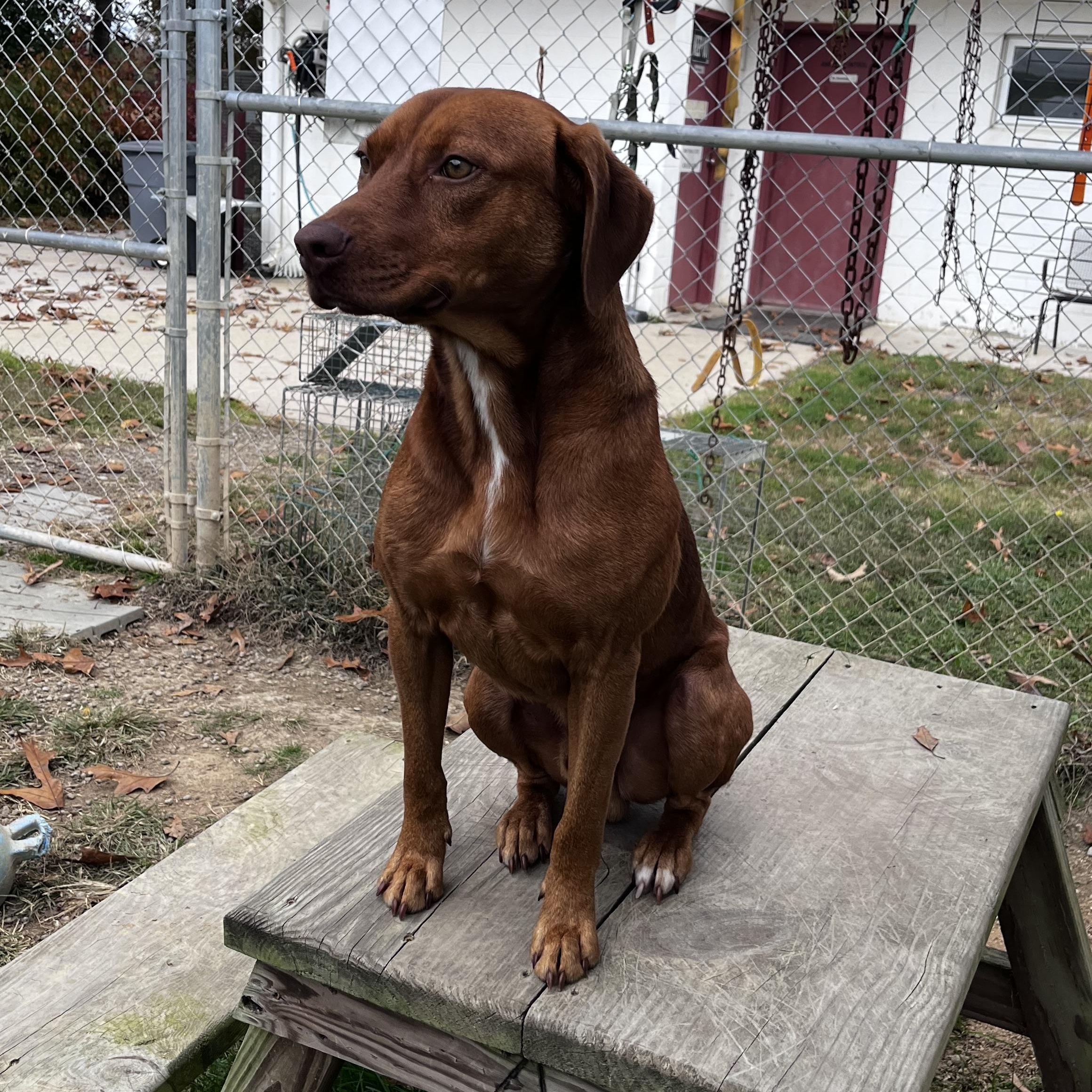 Pennywise, a Adoptable mixed breed in Blackstone, VA image 5/6
