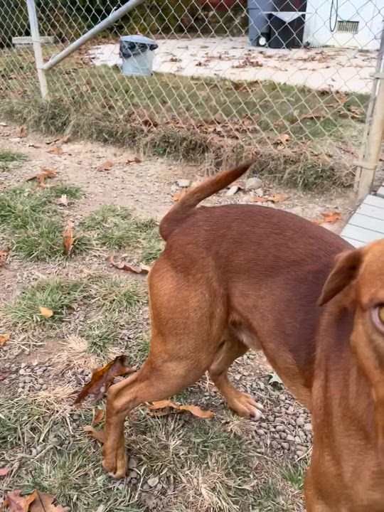 Enlarge Pennywise, a Adoptable mixed breed in Blackstone, VA video 3/6