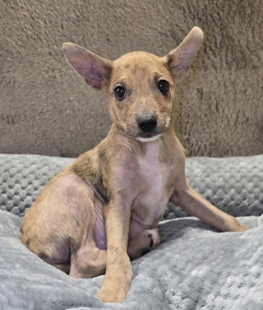 Cicada, Adoptable, Puppy Male Australian Shepherd.