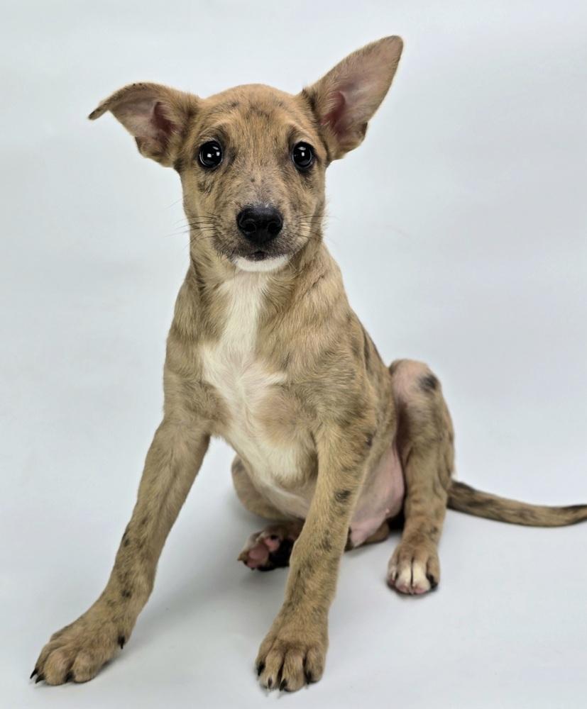 Cicada, a Adoptable mixed breed in Sedalia, CO image 2/3
