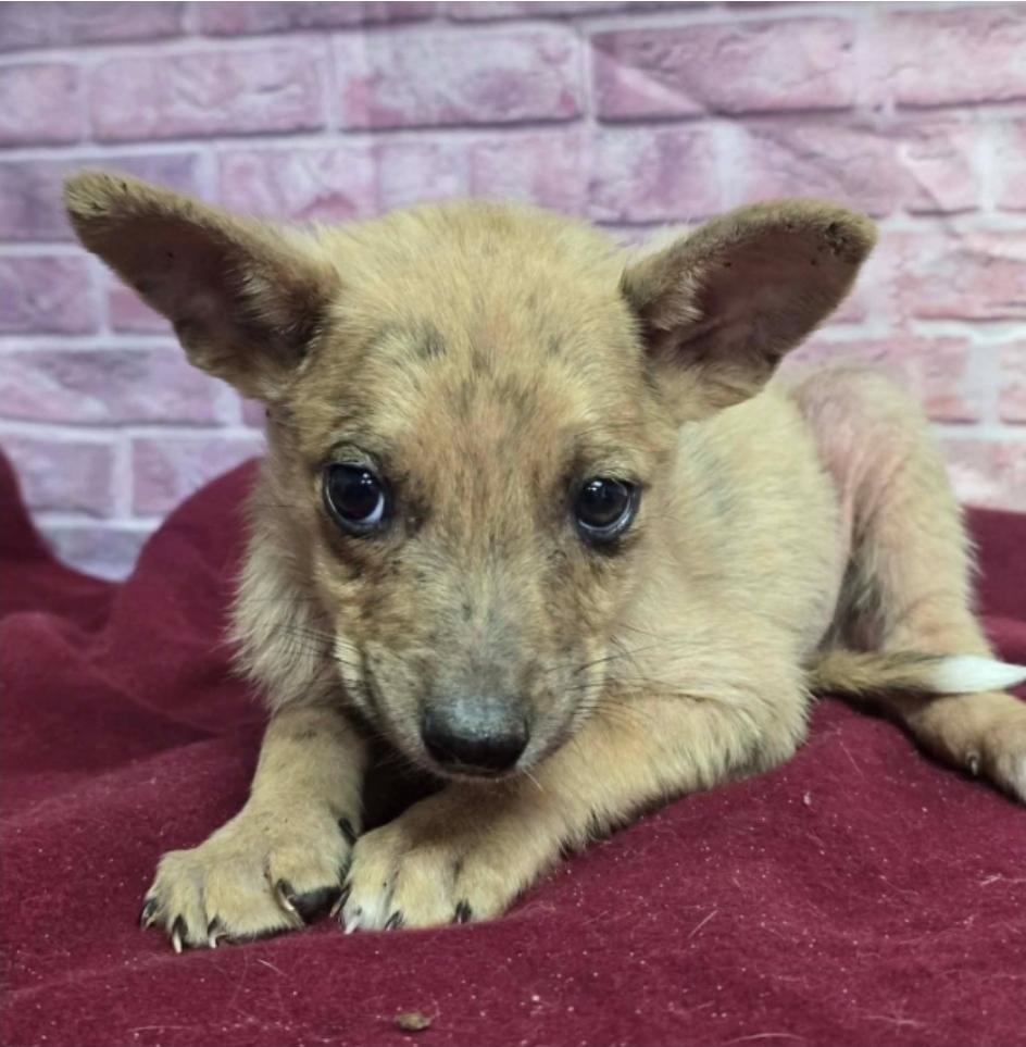 Cicada, a Adoptable mixed breed in Sedalia, CO image 3/3