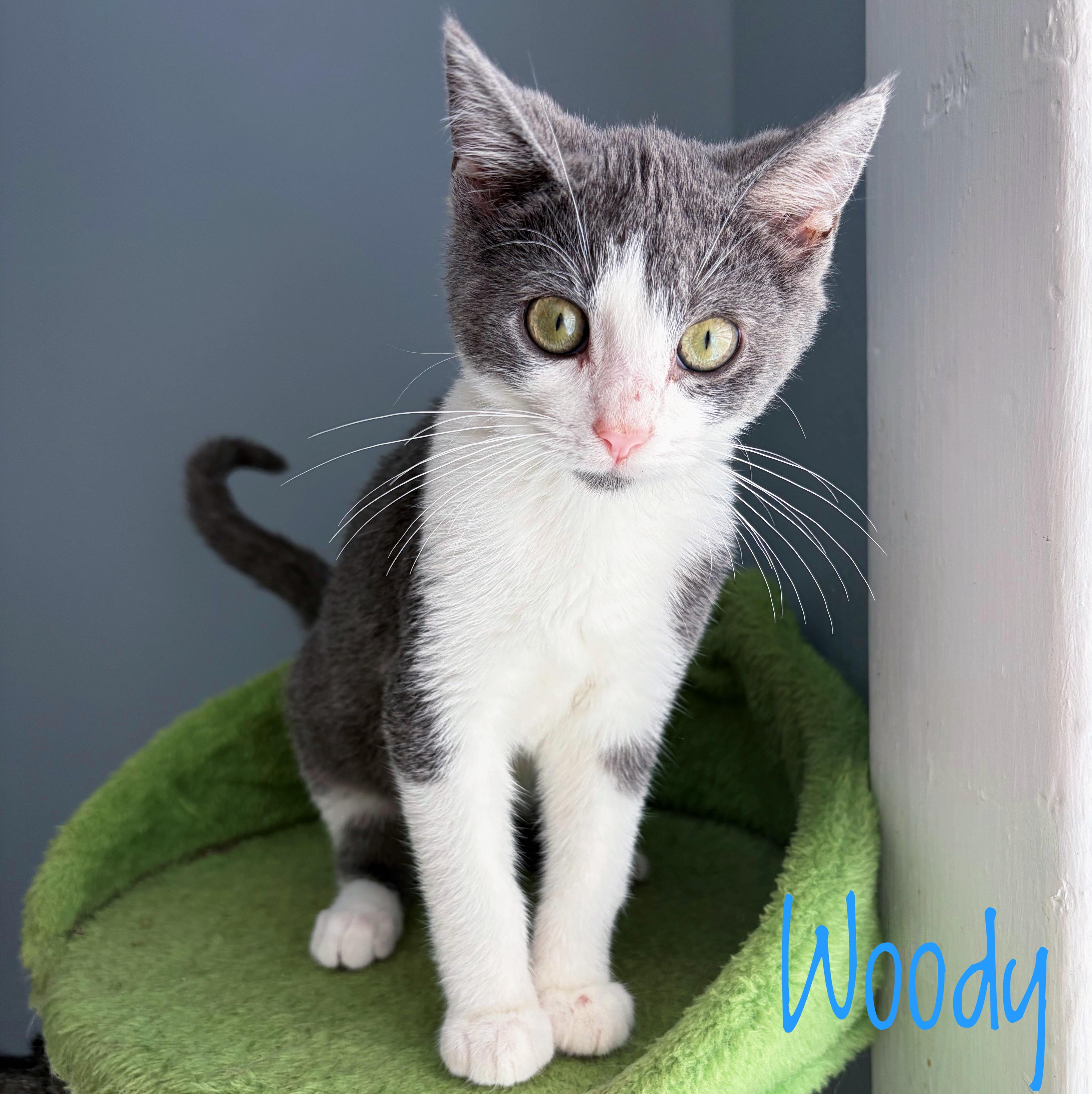 Woody, Adoptable, Kitten Male Domestic Short Hair.