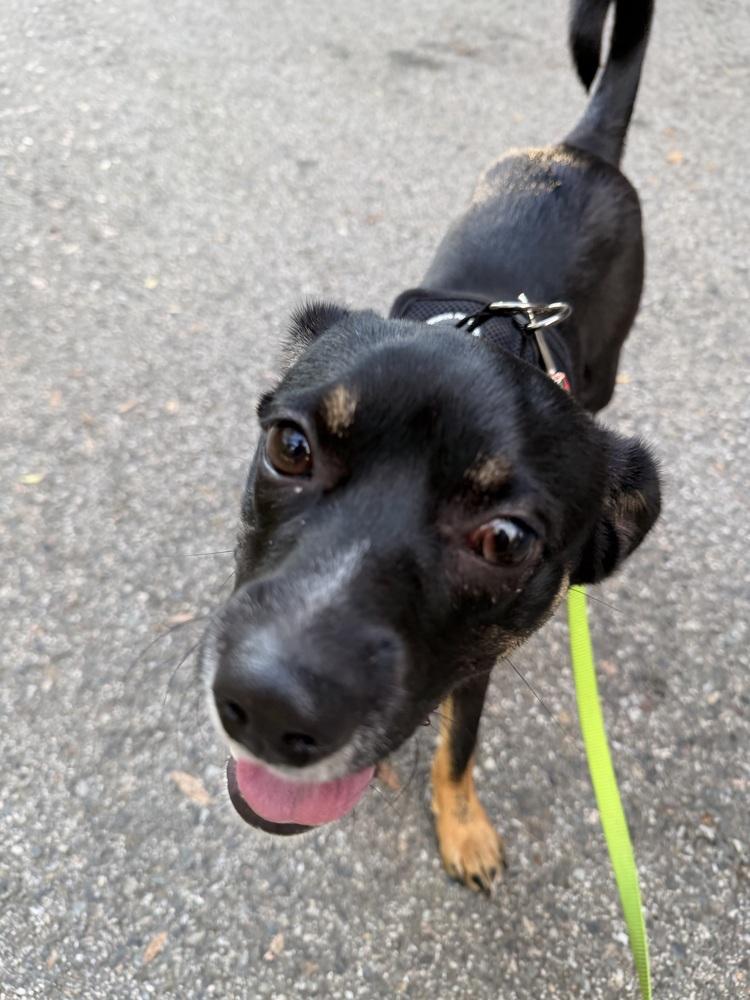 Fifi, a Adoptable mixed breed in Wildomar, CA image 1/6