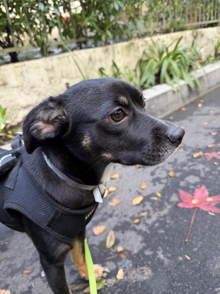 Fifi, a Adoptable mixed breed in Wildomar, CA image 2/6