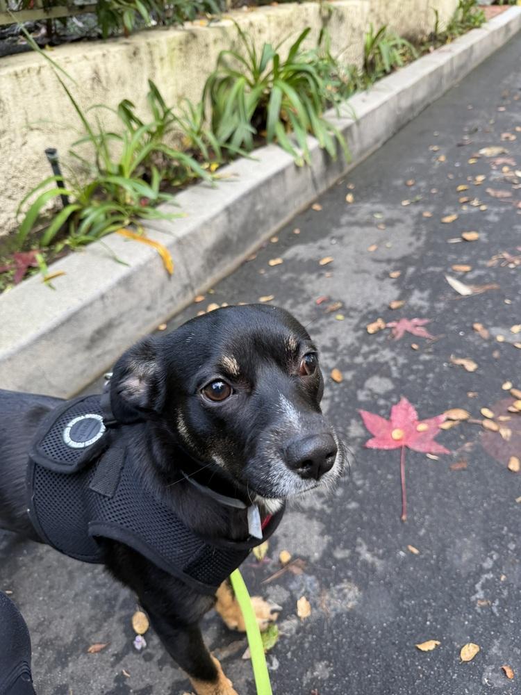 Fifi, a Adoptable mixed breed in Wildomar, CA image 4/6