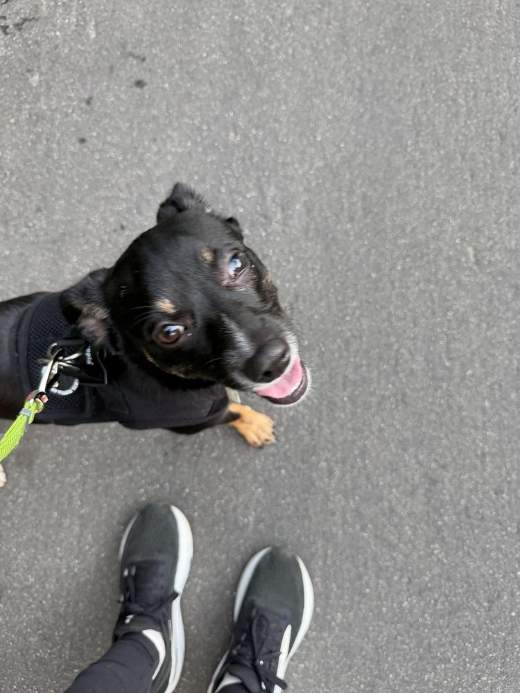 Fifi, Adoptable, Young Female Chihuahua & Terrier.