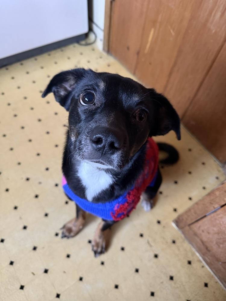 Fifi, a Adoptable mixed breed in Wildomar, CA image 6/6