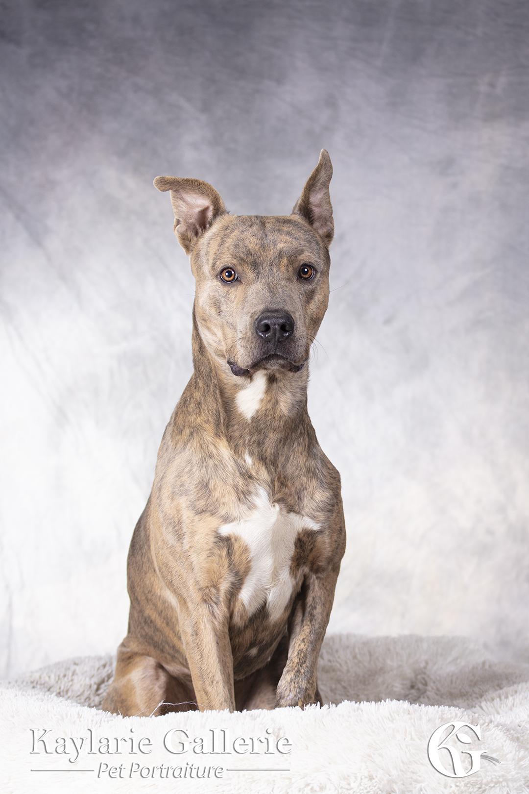 Enlarge Tigre, a Adoptable Staffordshire Bull Terrier in Coachella, CA image 1/2