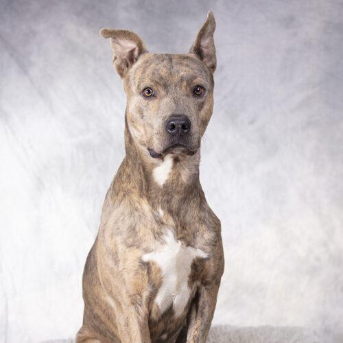 Enlarge Tigre, a Adoptable Staffordshire Bull Terrier in Coachella, CA image 2/2
