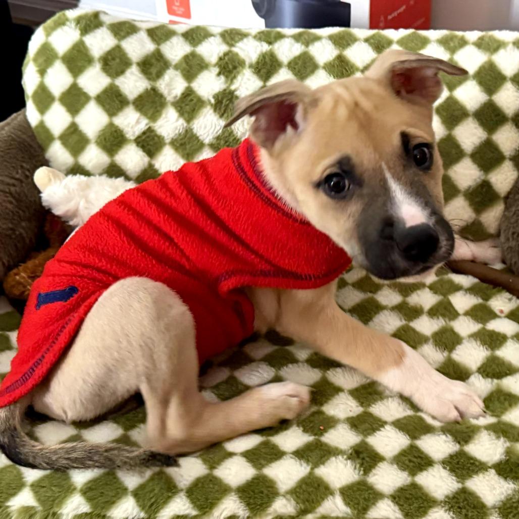 Fernbollow, Adoptable, Puppy Male Mixed Breed.