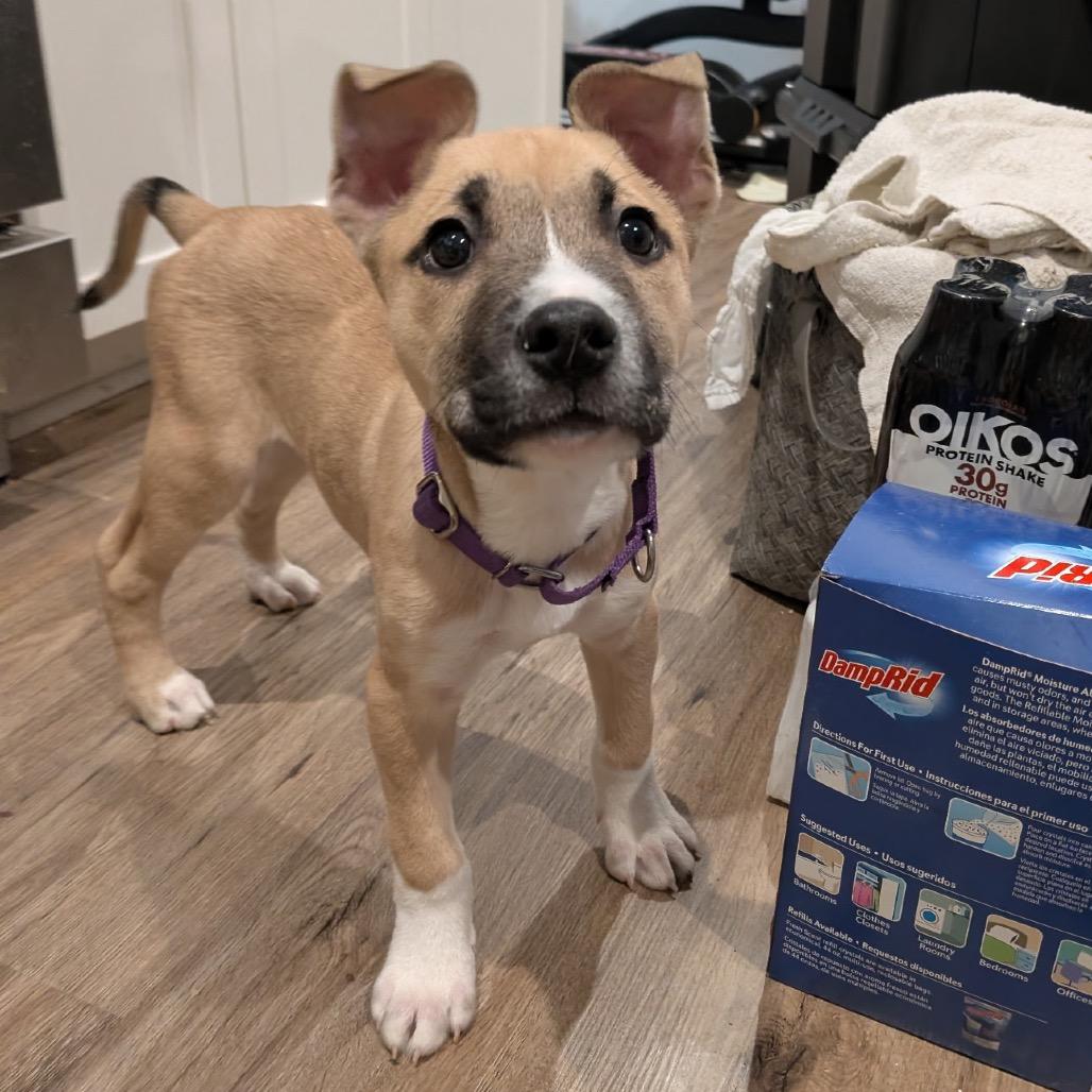 Fernbollow, a Adoptable Mixed Breed in Fredericksburg, VA image 2/3