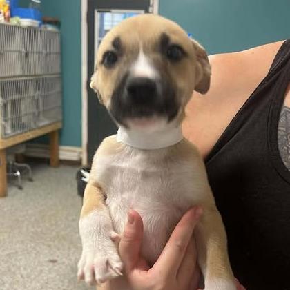 Fernbollow, a Adoptable Mixed Breed in Fredericksburg, VA image 2/2