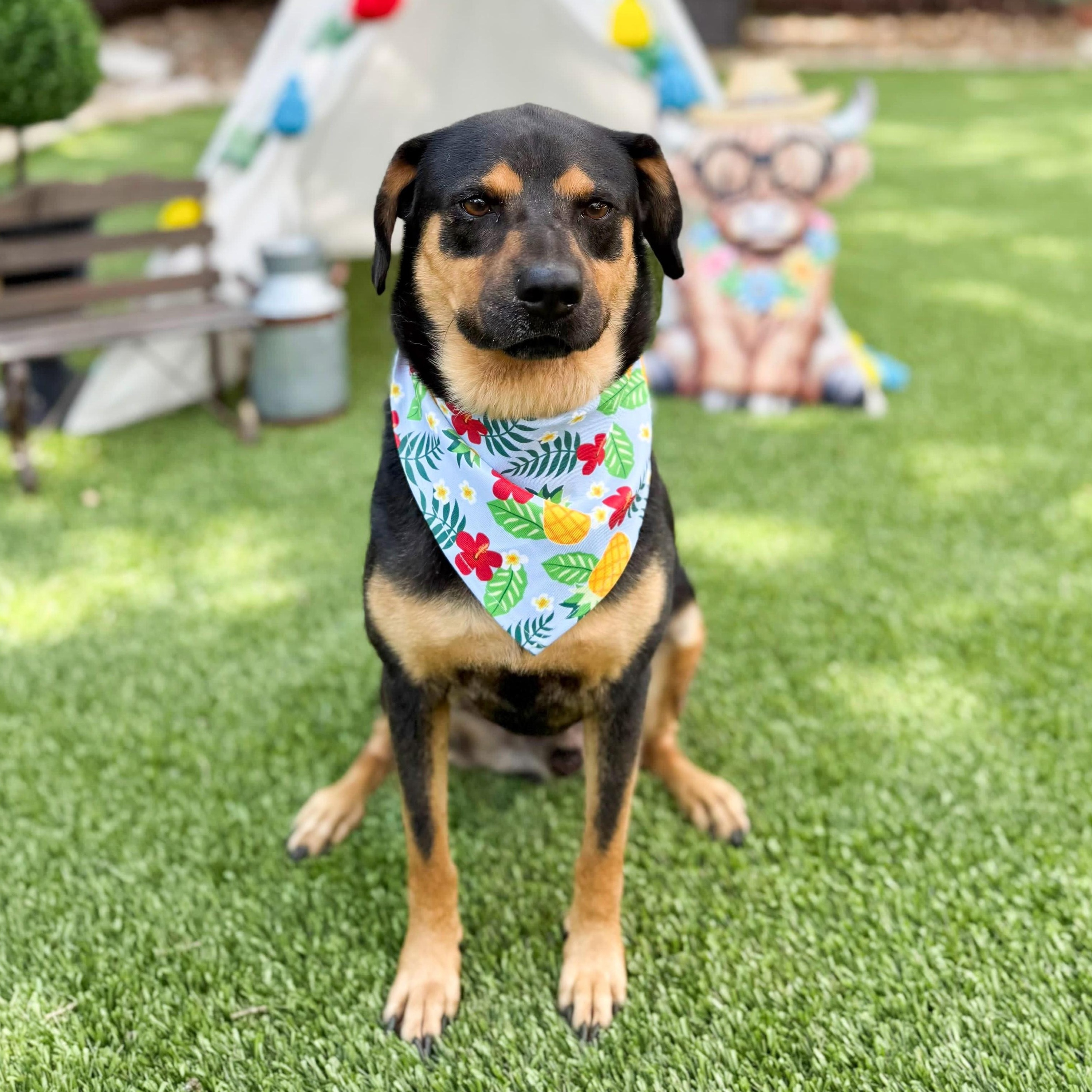 Enlarge Scruffles, a Adoptable mixed breed in Springfield, MA image 6/6