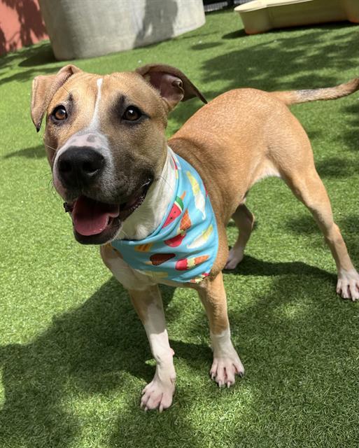Enlarge BISHOP, a Adoptable mixed breed in San Francisco, CA image 1/1